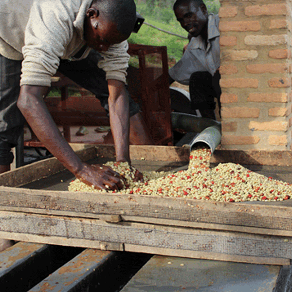 Burundi, Kayanza, Nemba Oro Yeast
